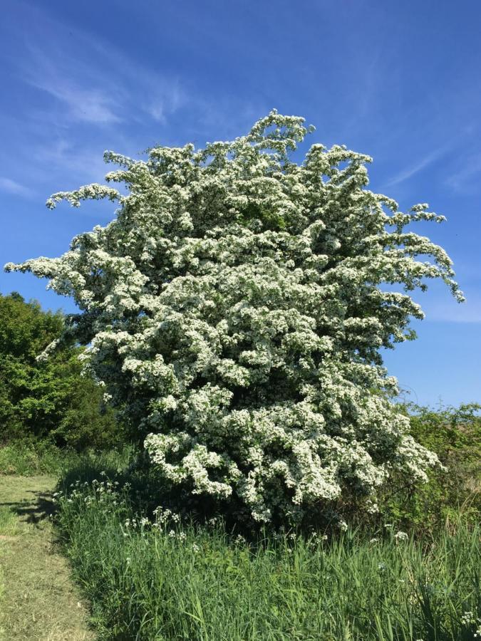 Am Haff Stolpe auf Usedom